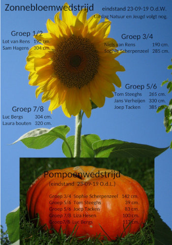 Zonnebloemwedstrijd